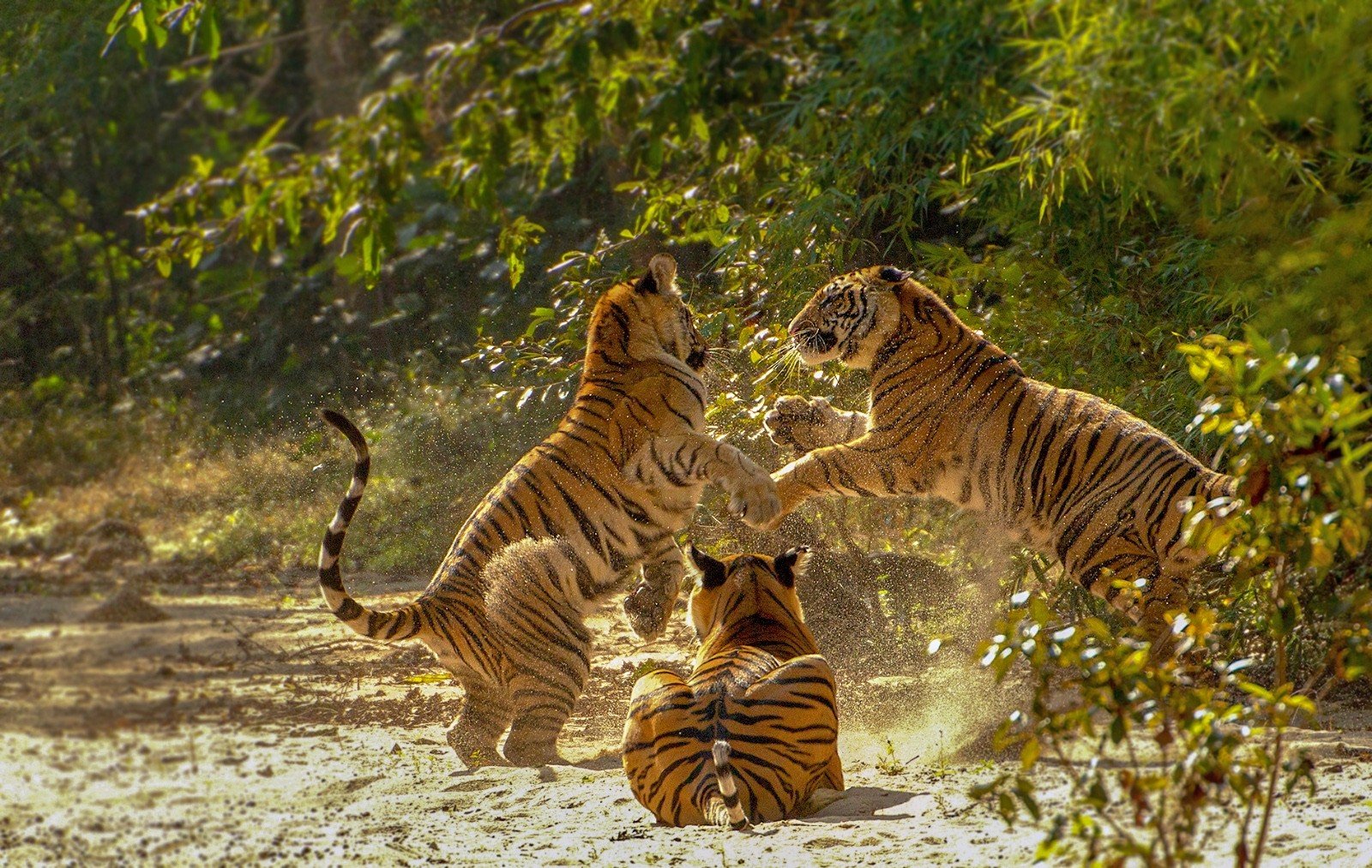 ‘Incredible Madhya Pradesh’ emerges as the first choice of tourists ...